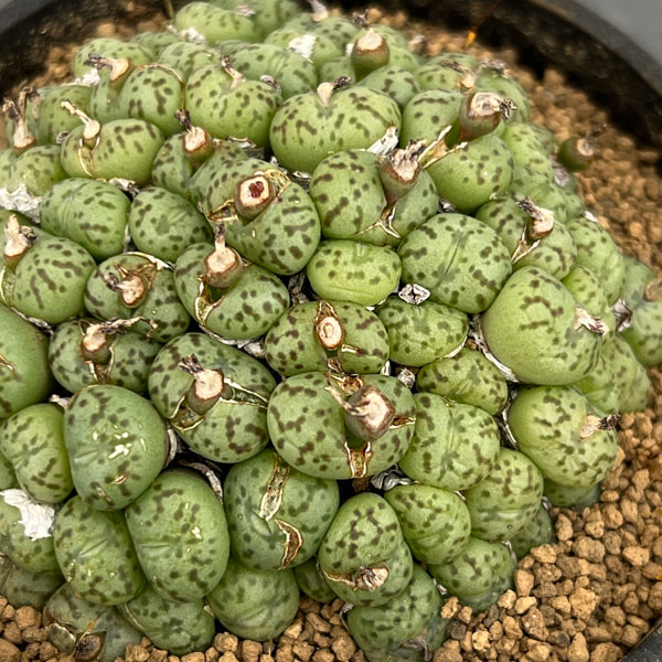 コノフィツム（原種系）：ミニマム　3.5号ポット26-01