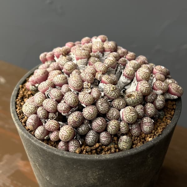 コノフィツム（原種系）：ユビフォルメ　プレパラタム　3.5号ポット26-01