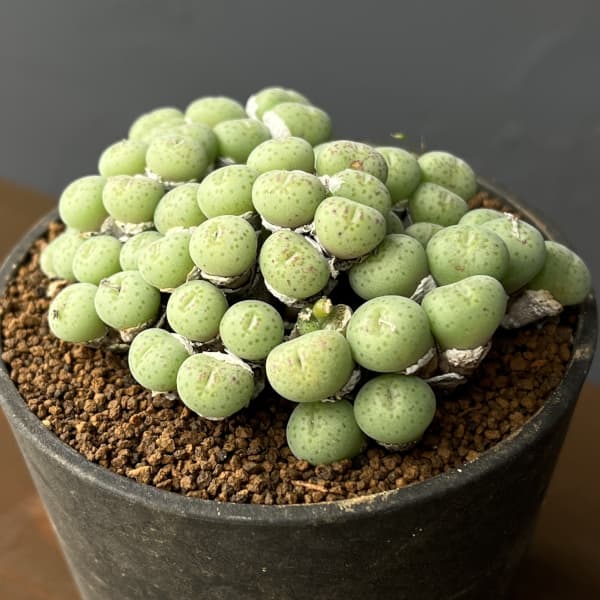 コノフィツム（原種系）：トルカツム　トランスルーセンス　3.5号ポット