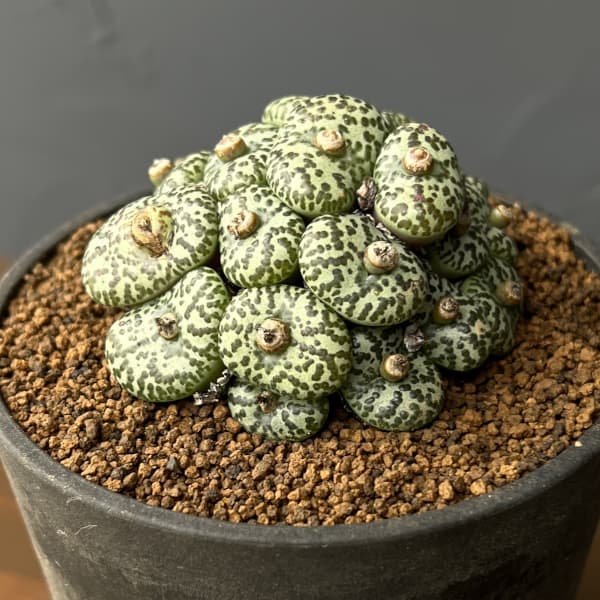 コノフィツム（原種系）：オブコルデルム　ウルシュプルンギアナム・スタイネリー　3.5号ポット26-01