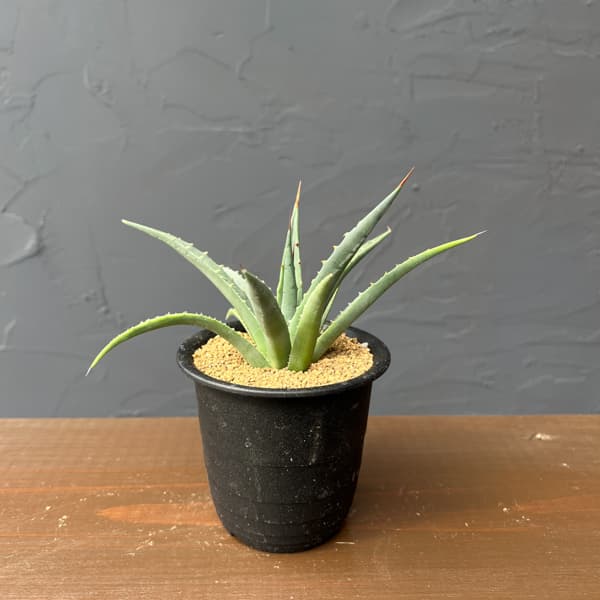 アガベ：ユタエンシス　ユタエンシス　3号鉢植え