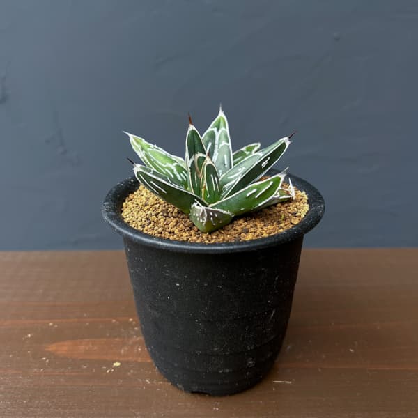 アガベ：ビクトリアレギネ（笹の雪）　バスタマンテ　3号