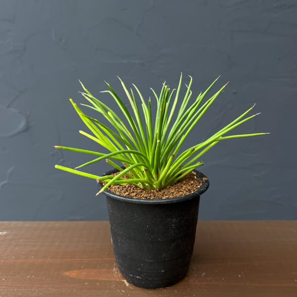 アガべ：ゲミニフローラ　ナナ　3号鉢植え