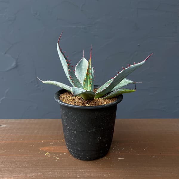 アガベ：フレキシスピナ　3号鉢植え