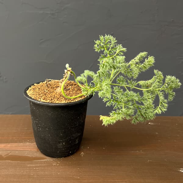 ペラルゴニウム：トリステ　3号鉢植え