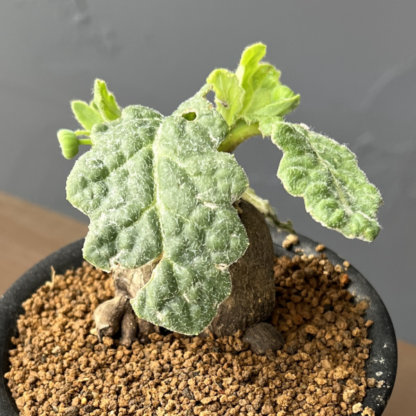 オトンナ：ブルボーサ　3号鉢植え