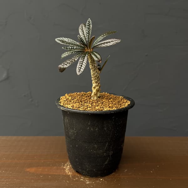 ドルステニア：ギガス　3号鉢植え