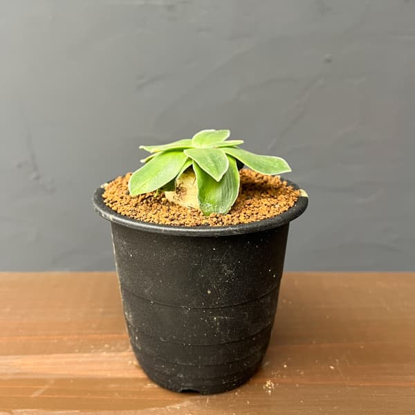 ドリミア：キリアータ　3号