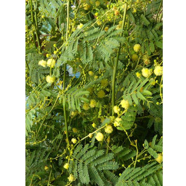 アカシア：デアネイ（ティーンズワトル）4号ポット