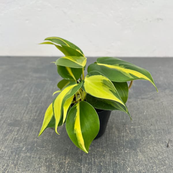 フィロデンドロン：オキシカルジウム ブラジル 2.5号ポット