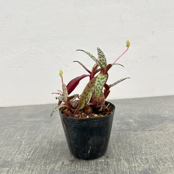 レデボウリア：ソシアリス（多分球）　2.5号ポット