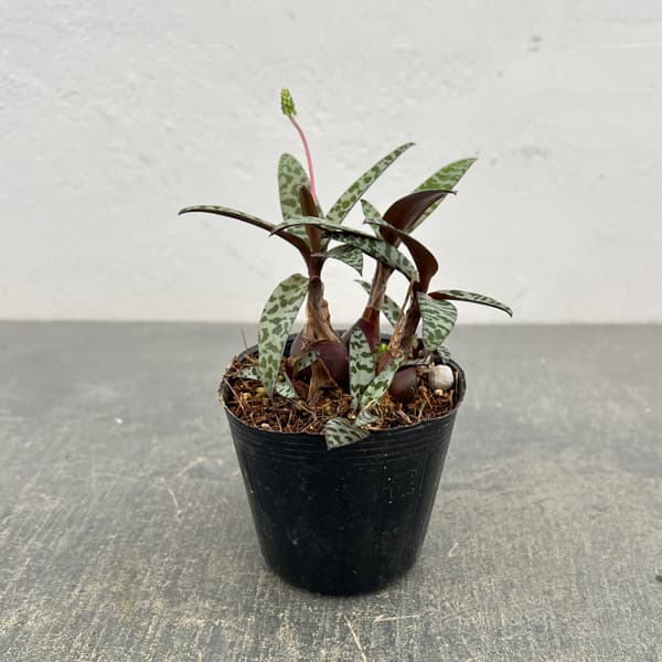 レデボウリア：ソシアリス　2.5号ポット