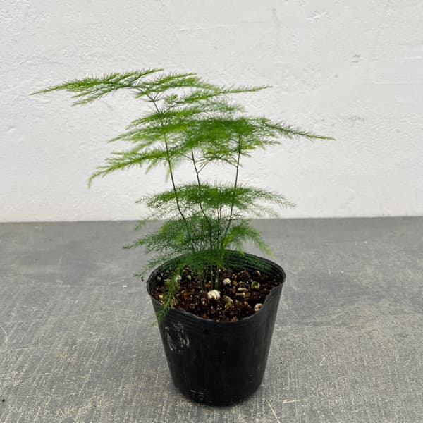 アスパラガス：プルモーサス ナナス　2.5号ポット