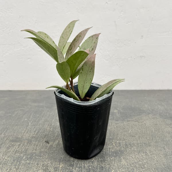 ホヤ：プビカリクス シルバーゴースト　3号ネガミエル植え