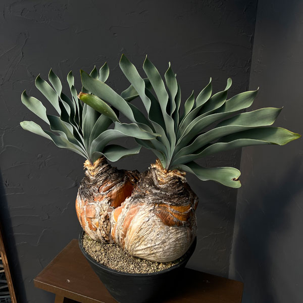 [ザ・ファームセレクト]ブーファン：ハエマンソイデス　ダブルヘッド　9号26-01