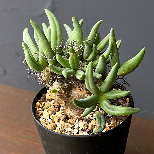 チレコドン：レティキュラーツス(万物想)3号鉢植え26-02