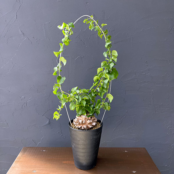 キッコウリュウ（亀甲竜）：しっかり割れた国内実生株　4号鉢植え26-01