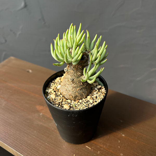 [ザ・ファームセレクト]チレコドン：ペアルソニー　3号鉢植え