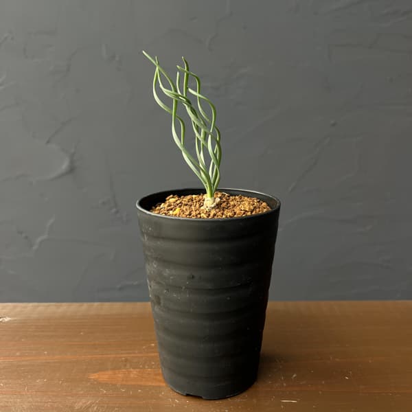 ゲチリス：ナマクエンシス　3号