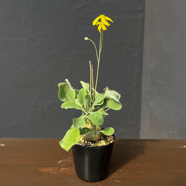 オトンナ：トリプリネルビア　実生セレクト　2.5号鉢植え