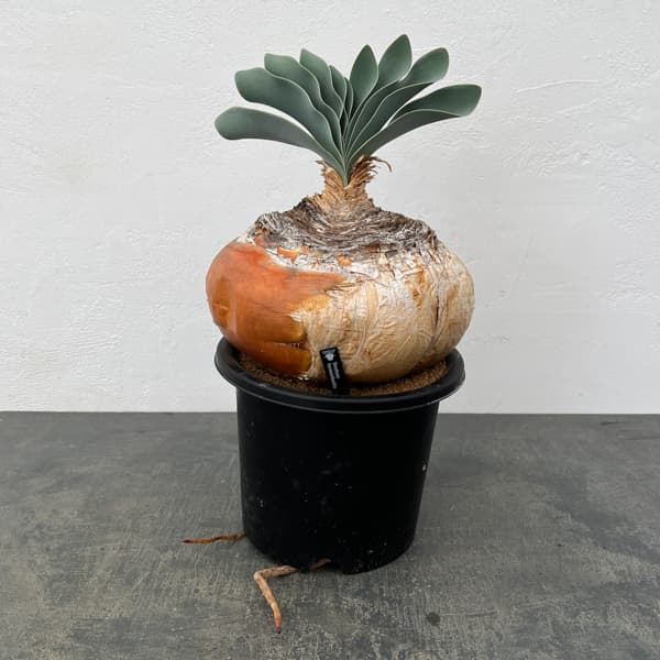 ブーファン：ハエマンソイデス　6号25-01