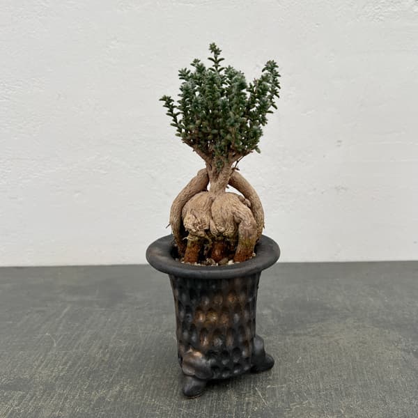 トリコディアデマ：デンサム（アフリカ盆栽）　4号信楽焼26-02