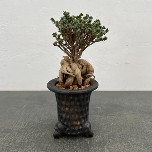 トリコディアデマ：デンサム（アフリカ盆栽）　4号信楽焼鉢26-04