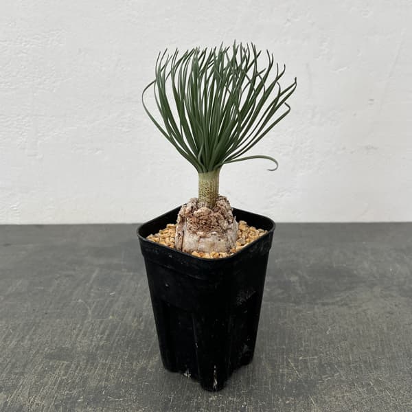 ゲチリス：グランディフローラ　3号26-01