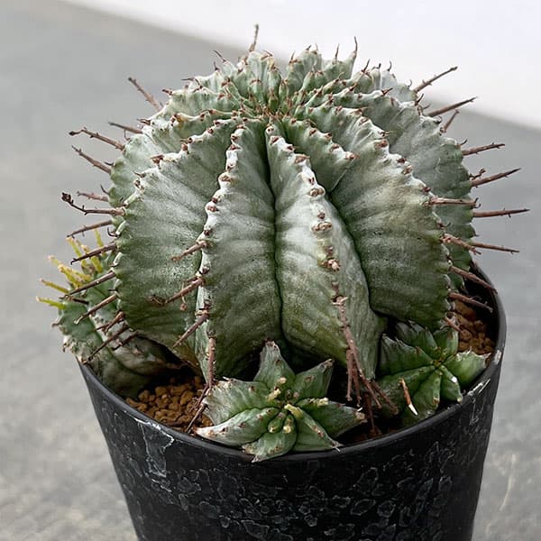 ユーフォルビア：ホリダ　3号鉢植え26-03