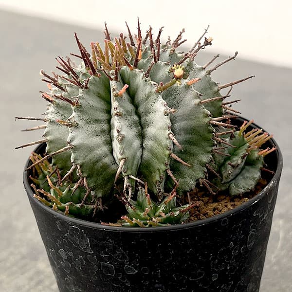 ユーフォルビア：ホリダ　3号鉢植え26-05