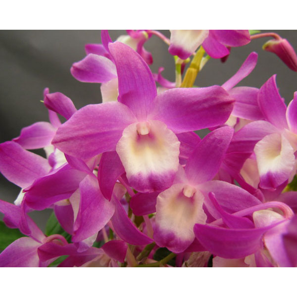 デンドロビウム：ハマナレイクドリーム2号ポット