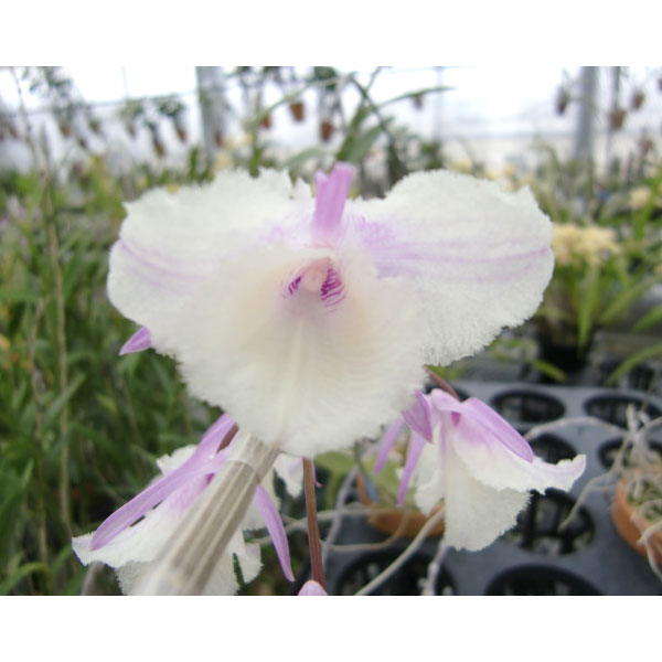 デンドロビウム：ビーラルディシャイニングピンク 2.5号ポット