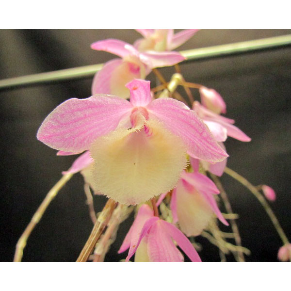 デンドロビウム　ビーラルディハダノピンク 2.5号ポット