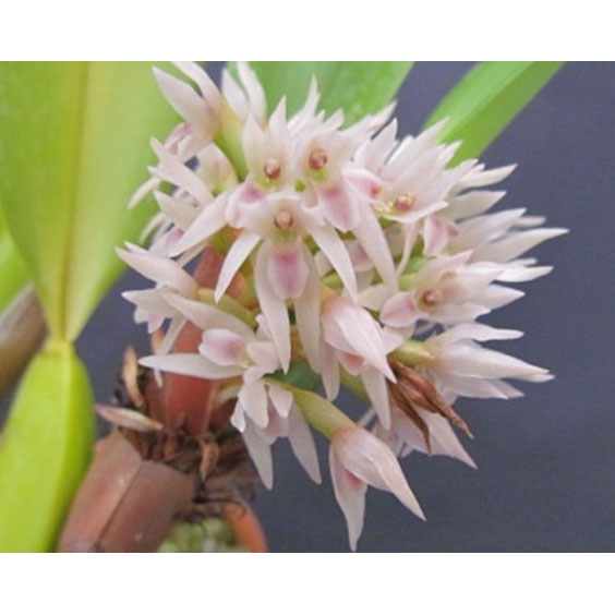 マキシラリア：デンサ2.5号ポット