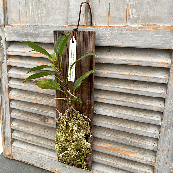 アンスリウム：スカンデンス板付け