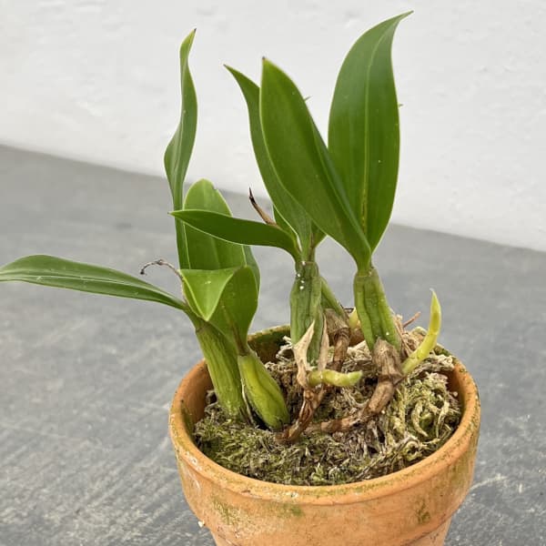 セロジネ：ファンブリアータ　2.5号