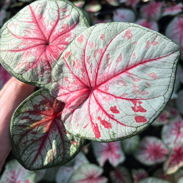 [26年3月中下旬予約]カラジウム：トッツィ　3.5号ポット