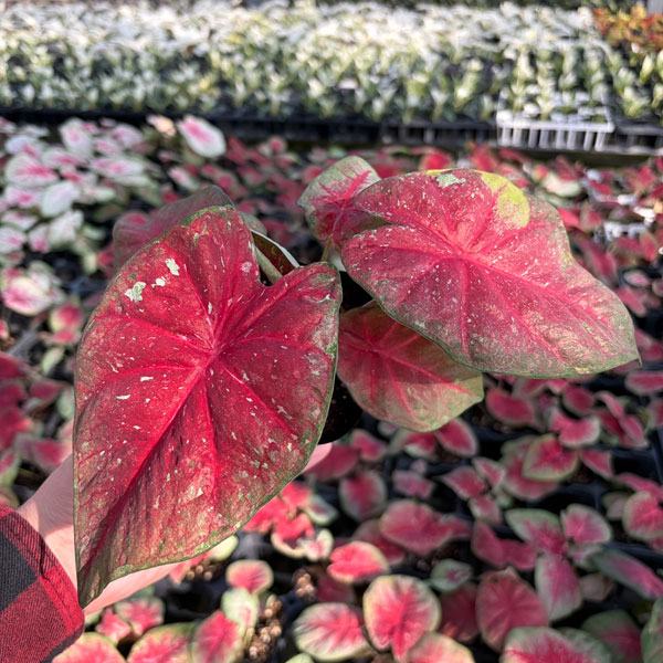 [26年3月中下旬予約]カラジウム：パルマータ　3.5号ポット