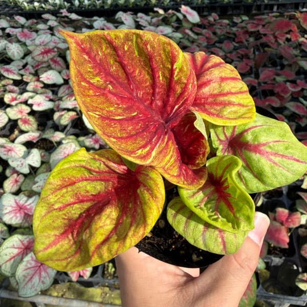 [26年3月中下旬予約]カラジウム：ティグレス　3.5号ポット