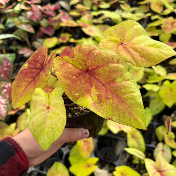 [26年3月中下旬予約]カラジウム：フラッシュ　3.5号ポット