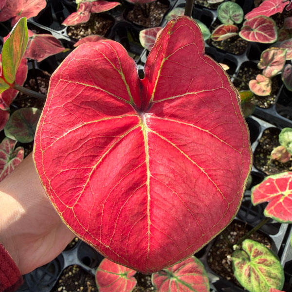 [26年3月中下旬予約]カラジウム：パッション　3.5号ポット