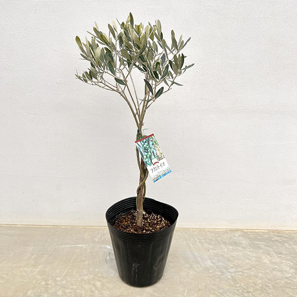 オリーブ：フラントイオ スタンドねじり仕立て6号ポット