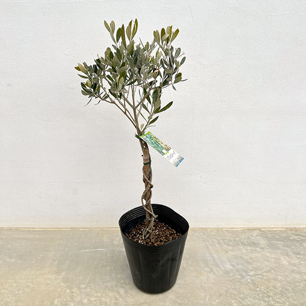 オリーブ：シプレッシノ スタンドねじり仕立て6号ポット