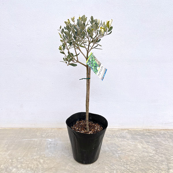 オリーブ：ワッガベルダル スタンド仕立て6号ポット