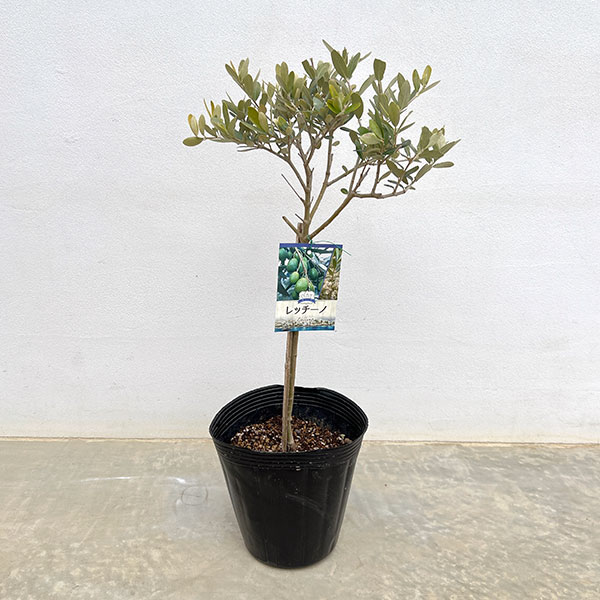 オリーブ：レッチーノ スタンド仕立て6号ポット