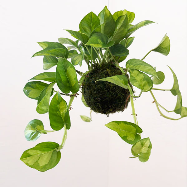 ポトス：グローバルグリーン　コケ玉仕立て