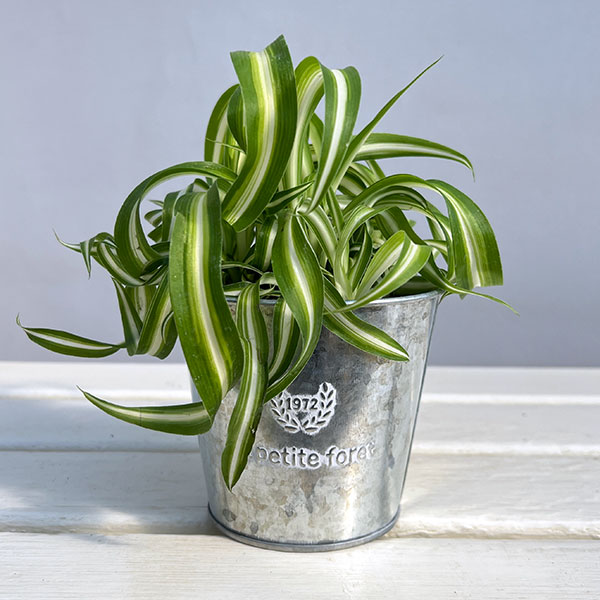 [ギフトに]オリヅルラン：ボニー／フォレットシルバーブリキポット