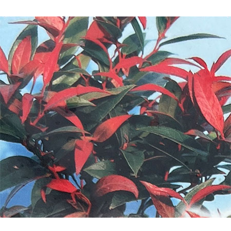 西洋イワナンテン（岩南天）：ゼブリット2.5号ポット