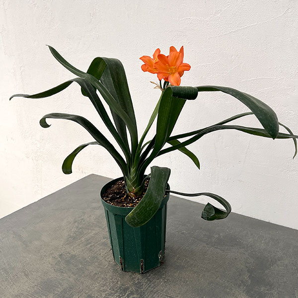 クンシラン:波葉クンシラン5号鉢植え