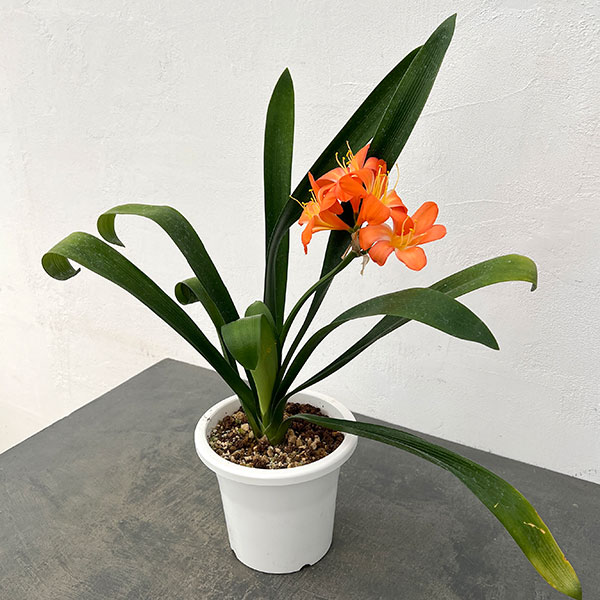 クンシラン:波葉クンシラン6号ポット